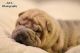 Chinese Shar Pei Puppies for sale in Uniontown, PA 15401, USA. price: NA