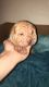 Chinese Shar Pei Puppies for sale in Pitcairn Rd, Pennsylvania, USA. price: $1,000