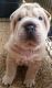 Chinese Shar Pei Puppies for sale in Nashville, TN, USA. price: NA