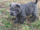 Chinese Shar Pei Puppies for sale in Dover, DE, USA. price: $1,250