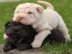 Chinese Shar Pei Puppies for sale in Bronx, NY 10460, USA. price: NA