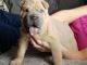 Chinese Shar Pei Puppies for sale in Boston, MA 02114, USA. price: $450