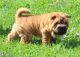 Chinese Shar Pei Puppies for sale in Decatur, IL, USA. price: NA