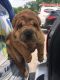 Chinese Shar Pei Puppies for sale in Martinsville, VA 24112, USA. price: NA