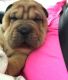 Chinese Shar Pei Puppies for sale in 340 S 600 W, Salt Lake City, UT 84101, USA. price: $400