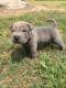 Chinese Shar Pei Puppies for sale in Detroit, MI, USA. price: $651