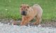Chinese Shar Pei Puppies for sale in New York, NY, USA. price: $500