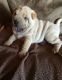 Chinese Shar Pei Puppies for sale in Tucson, AZ, USA. price: $600