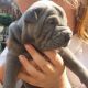 Chinese Shar Pei Puppies for sale in 10001 US-4, Whitehall, NY 12887, USA. price: $350