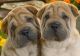 Chinese Shar Pei Puppies for sale in Del Mar Ave, Rosemead, CA 91770, USA. price: $500