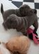 Chinese Shar Pei Puppies for sale in Phoenix, AZ 85073, USA. price: $800