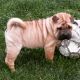 Chinese Shar Pei Puppies for sale in St. Louis, MO, USA. price: NA