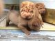 Chinese Shar Pei Puppies for sale in Pittsburgh, PA, USA. price: $850