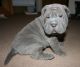 Chinese Shar Pei Puppies for sale in New York, NY, USA. price: $400