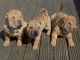 Chinese Shar Pei Puppies for sale in Nashville, TN 37246, USA. price: $500