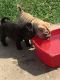 Chinese Shar Pei Puppies for sale in Edison, NJ 08837, USA. price: NA