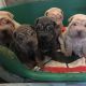 Chinese Shar Pei Puppies for sale in Newport, RI, USA. price: $850