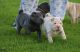 Chinese Shar Pei Puppies for sale in Clifton, NJ, USA. price: $900