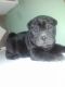 Chinese Shar Pei Puppies for sale in Denver, CO, USA. price: $500