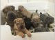 Chinese Shar Pei Puppies for sale in Springfield, IL, USA. price: NA