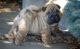 Chinese Shar Pei Puppies for sale in Meeteetse, WY 82433, USA. price: NA
