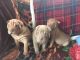 Chinese Shar Pei Puppies for sale in Canoga Park, Los Angeles, CA, USA. price: NA