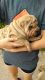 Chinese Shar Pei Puppies for sale in Pomona, CA, USA. price: NA