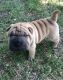 Chinese Shar Pei Puppies for sale in Macomb, MI 48042, USA. price: $600