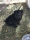 Chinese Shar Pei Puppies for sale in Templeton, CA, USA. price: NA