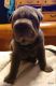 Chinese Shar Pei Puppies for sale in Fancy Gap, VA 24328, USA. price: $500