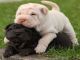 Chinese Shar Pei Puppies for sale in Charleston, WV, USA. price: NA
