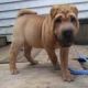 Chinese Shar Pei Puppies for sale in Minneapolis, MN, USA. price: $400