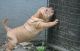 Chinese Shar Pei Puppies for sale in New York, NY, USA. price: $500
