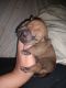 Chinese Shar Pei Puppies for sale in Kingsport, TN, USA. price: NA