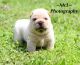 Chinese Shar Pei Puppies for sale in Canton, OH, USA. price: NA