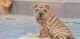 Chinese Shar Pei Puppies for sale in Glendale, AZ, USA. price: $500