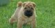Chinese Shar Pei Puppies for sale in Little Rock, AR 72206, USA. price: $500