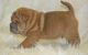 Chinese Shar Pei Puppies for sale in Cambridge, MA 02141, USA. price: $600