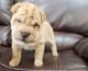Chinese Shar Pei Puppies for sale in Portland, OR 97213, USA. price: $500