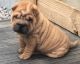 Chinese Shar Pei Puppies for sale in Little Rock, AR 72204, USA. price: $500