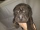 Chinese Shar Pei Puppies for sale in Greensboro, NC, USA. price: NA