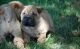 Chinese Shar Pei Puppies for sale in Macomb, MI 48042, USA. price: $500