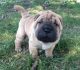 Chinese Shar Pei Puppies for sale in Macomb, MI 48042, USA. price: $500