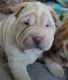 Chinese Shar Pei Puppies for sale in Little Rock, AR, USA. price: $400