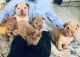 Chinese Shar Pei Puppies for sale in Pittsburgh, PA, USA. price: $800