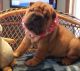 Chinese Shar Pei Puppies for sale in Minneapolis, MN, USA. price: $500