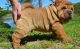 Chinese Shar Pei Puppies for sale in Orlando, FL, USA. price: $500