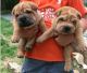 Chinese Shar Pei Puppies for sale in Richmond, VA, USA. price: NA