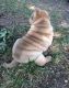 Chinese Shar Pei Puppies for sale in Provo, UT, USA. price: $600