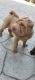 Chinese Shar Pei Puppies for sale in Edgartown, MA, USA. price: NA